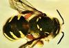 Anthidium manicatum